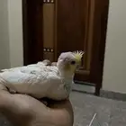 فرخ كروان لاتينو