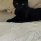 للبيع قط من اب سكوتش وام همالايا العمر 3 شهور