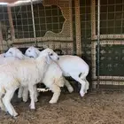 2 خرفان و3 رخال حريات طيبات