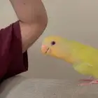 روز لون اصفر عيون حمراء