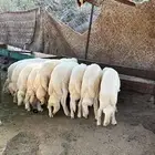 11 خروف أعمارها من 3 شهور ( تم البيع )