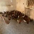 البيع دجاج بلدي شرط من المرض العدد135 دجاج العمره الثالث