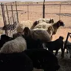 غنم مواليد نعيم و تيوس