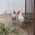 ادياك ذكور للبيع