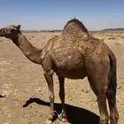 بكره للبيع