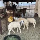 بهم تربيه نضيفف