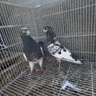 حمام باكستاني