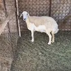 النعجه حريه للبيع