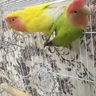 ببغاء روز