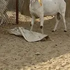 تيس بيشي صنف الصنف