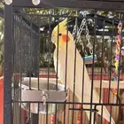 كروان اليف جدا