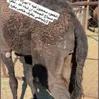 قعود لباني طايش   شراكه اجزاء