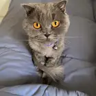 قط سكوتش العمر 9 شهور