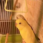 عصافير الحب نضيفه معى القفص الاكل