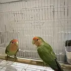 عصفير زوج روز