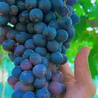 لطلب عنب بياضي وسوادي فاخر من مزارعنا جنوب الطايف