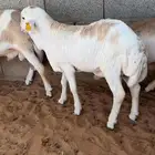 رفيديات مرابي