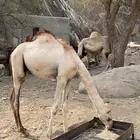 قعود للبيع