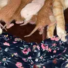 قطه وصغارها للتبني