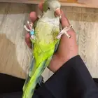 كويكر اليف جدا للبيع