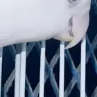 ذكر روز البينو محلل تم البيع