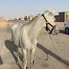 مهر واهو