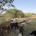 ماعز للبيع
