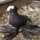 طبتين ساكسون