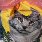 أكل قطط (دراي فود )