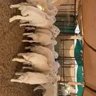 طليان ذبائح حريات