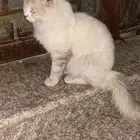 بس لقيته في الشارع