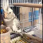 طير اليف هولندي كروان