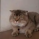 سكوتش فولد