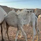 قعود