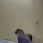 روز أليف مره وهد د دخلي