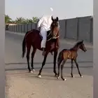 فرس انقليزيه