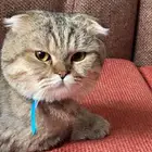 قط سكوتش فولد للبيع