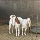 تيوس صنف