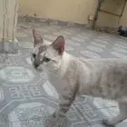 قط ذكر لطيف وهادئ وحنون عمره بين ال5 اشهر و السته لتبني