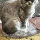 قطه كيوت للبيع عاجلا