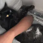 قطوه للتبني