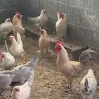 دجاج بياض المونيوم وجولد للبيع بلجرشي