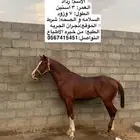 حصان شعبي كفو