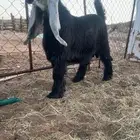 تيس عارضي صنف تم البيع