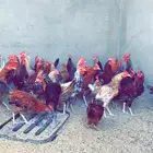 ديوكه بلدي جمله وتفريد