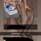 راس هدرز ددسن نظيف التواصل على الرقم او خاص البيع سريع