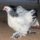 دجاج براهما كولمبي