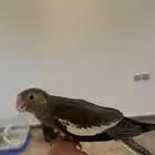تم البيع والله يبارك لراعيه