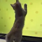 قط شيرازي ذكر