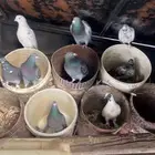 حمام للبيع